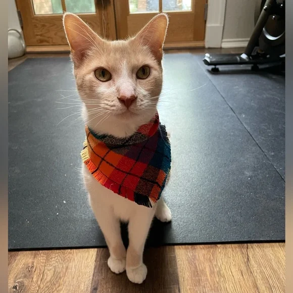 Autumn Rainbow Dog Bandana |  Lets Get Cozy Snap On Pet Cat Accessory | Size XS - Picture 6 of 6